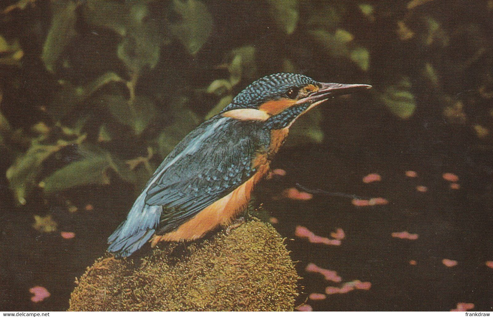 Postcard - Kingfisher - Nests In Sandy Banks - Card No.6186178 - Very Good - Ohne Zuordnung