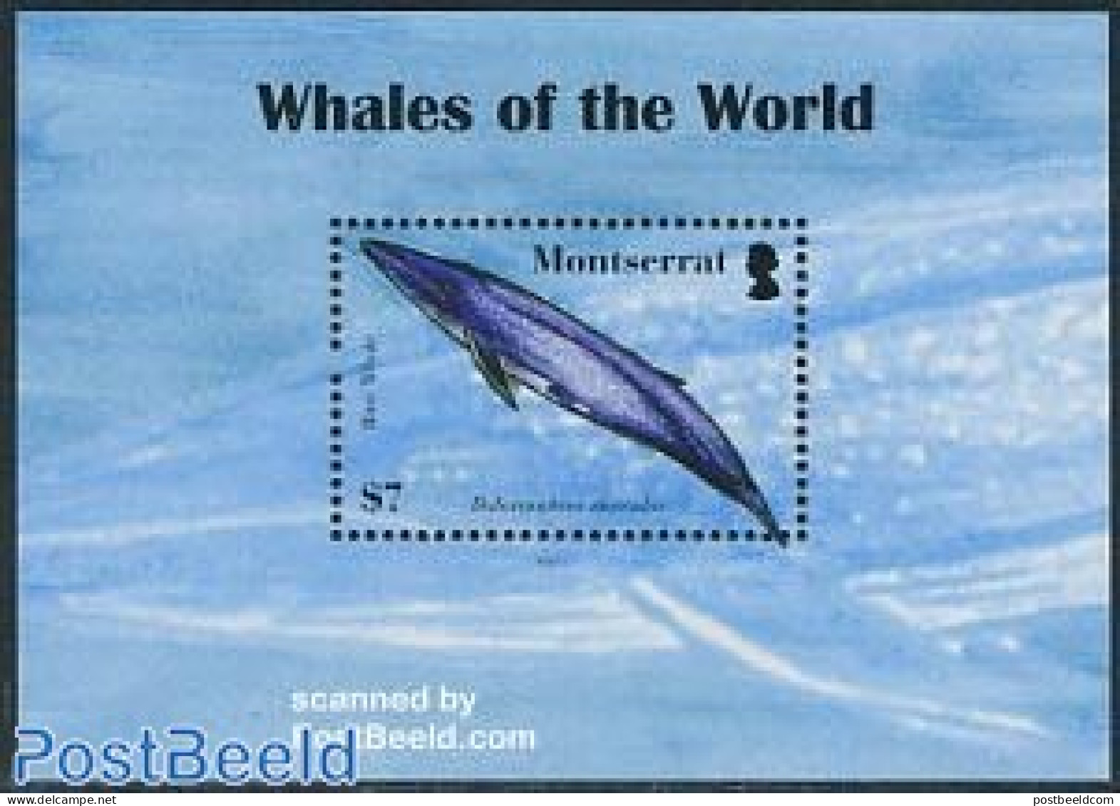 Montserrat 2008 Whales Of The World S/s, Mint NH, Nature - Sea Mammals - Andere & Zonder Classificatie