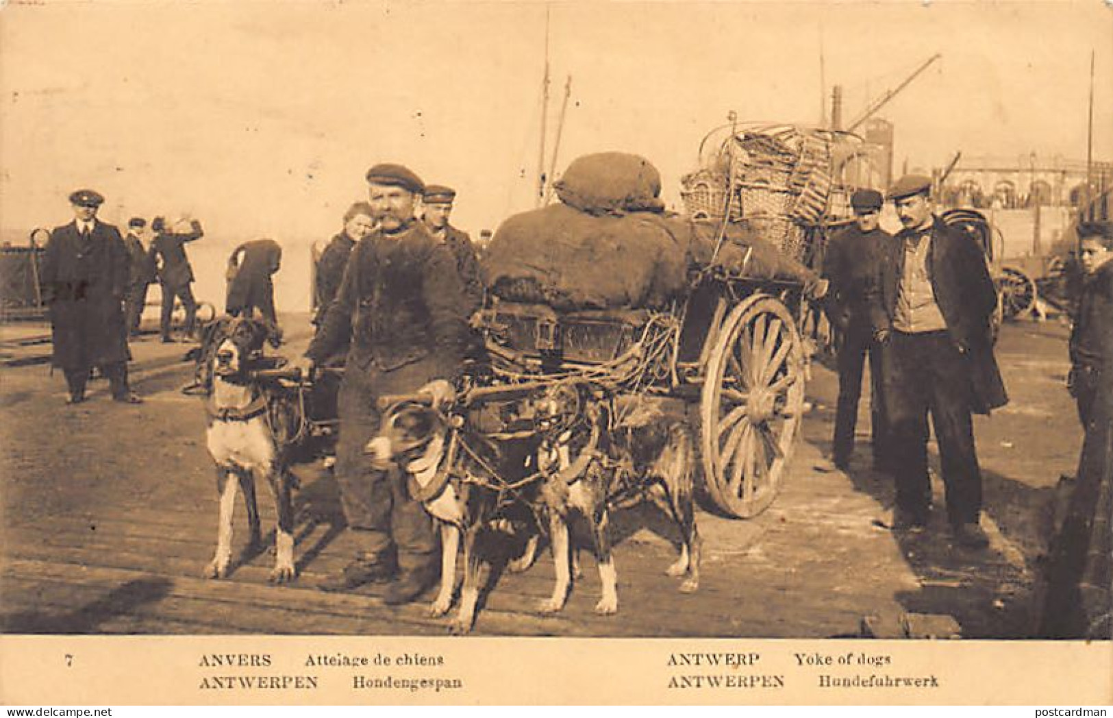 België - ANTWERPEN - Hondengespan - Attelage De Chiens - Dog Cart - Uitg. Priamos - Antwerpen