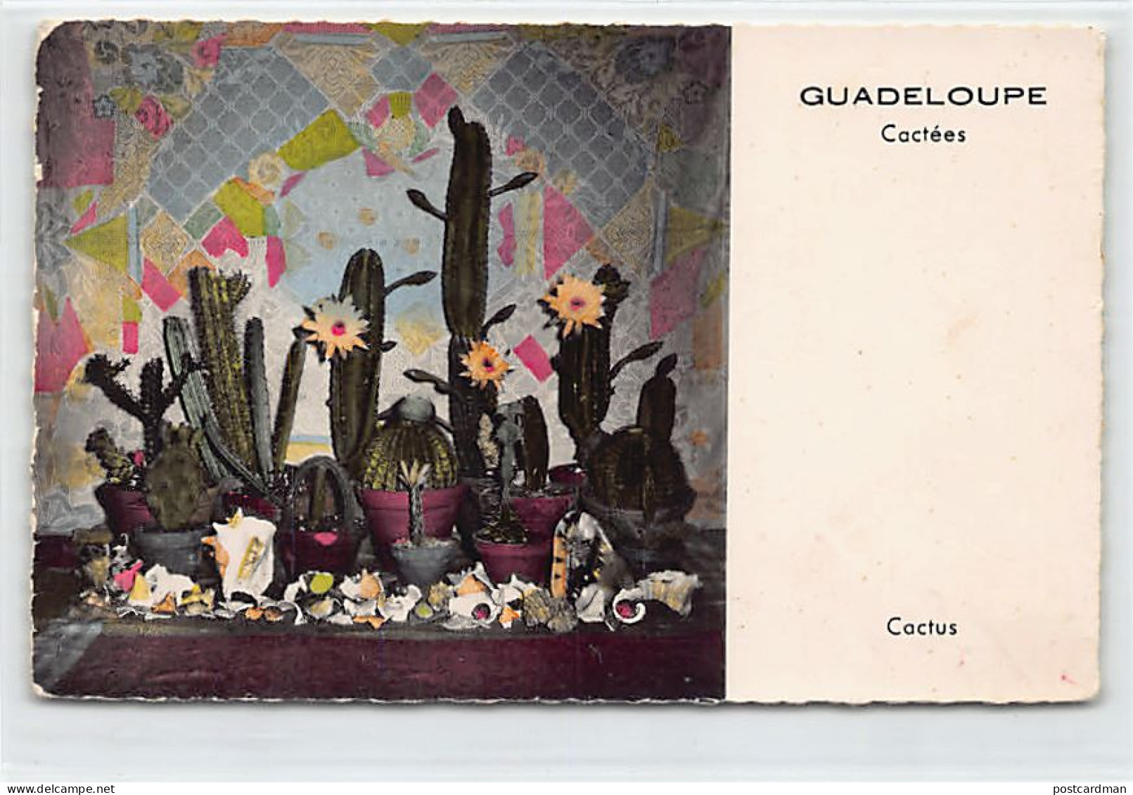 Guadeloupe - Cactées - Cactus - Ed. P. Candalen 97 - Autres & Non Classés