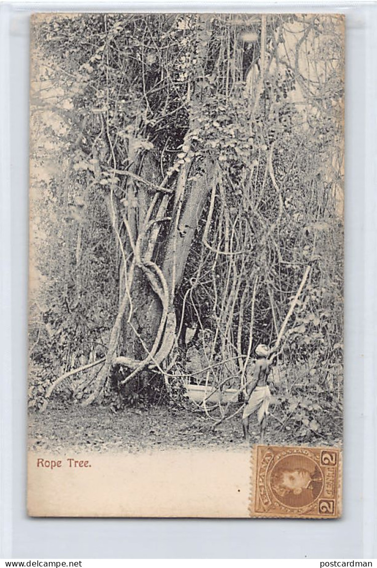 TRINIDAD - Rope Tree - Publ. Unknown  - Trinidad