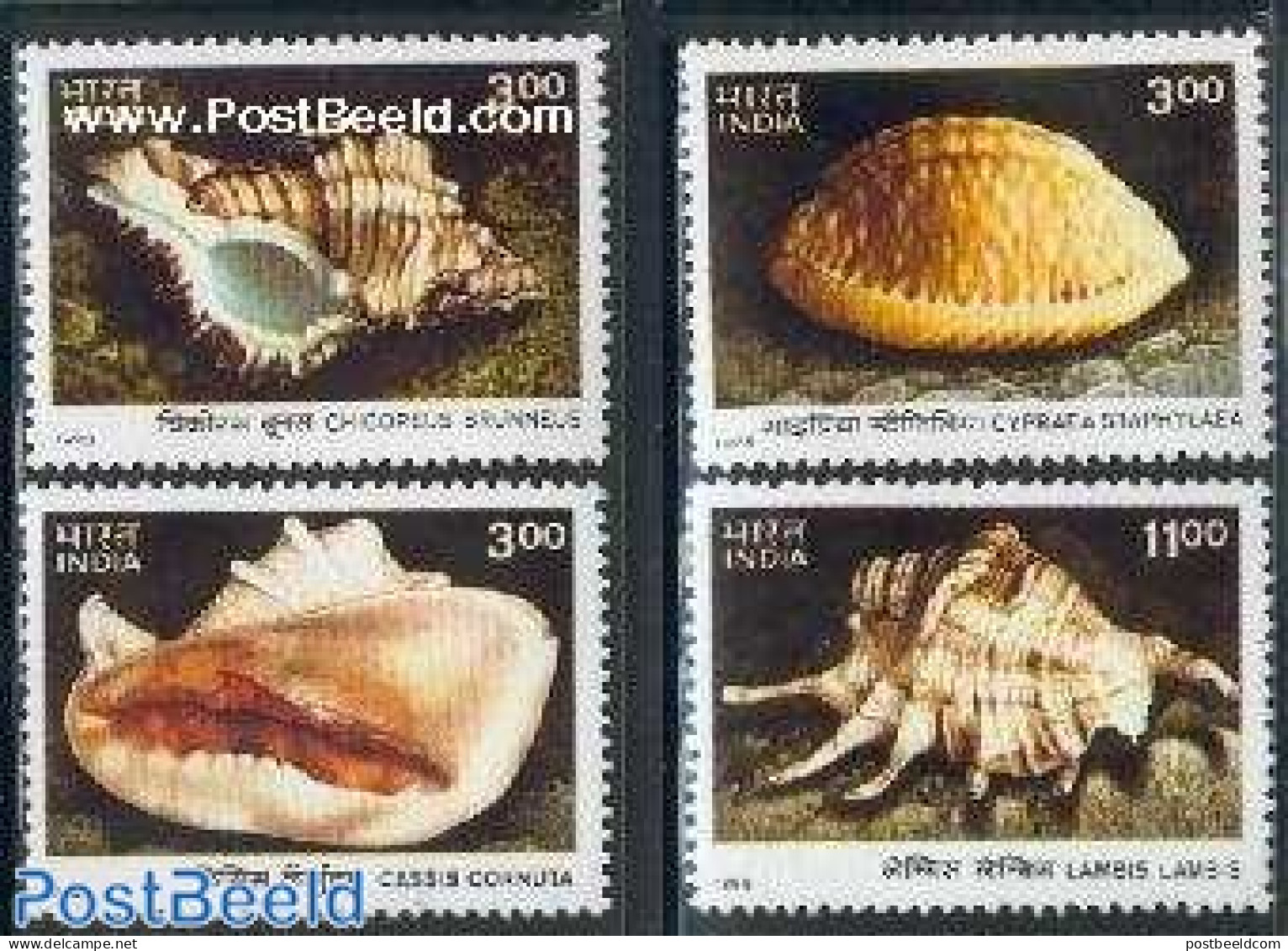 India 1998 Shells 4v, Mint NH, Nature - Shells & Crustaceans - Neufs