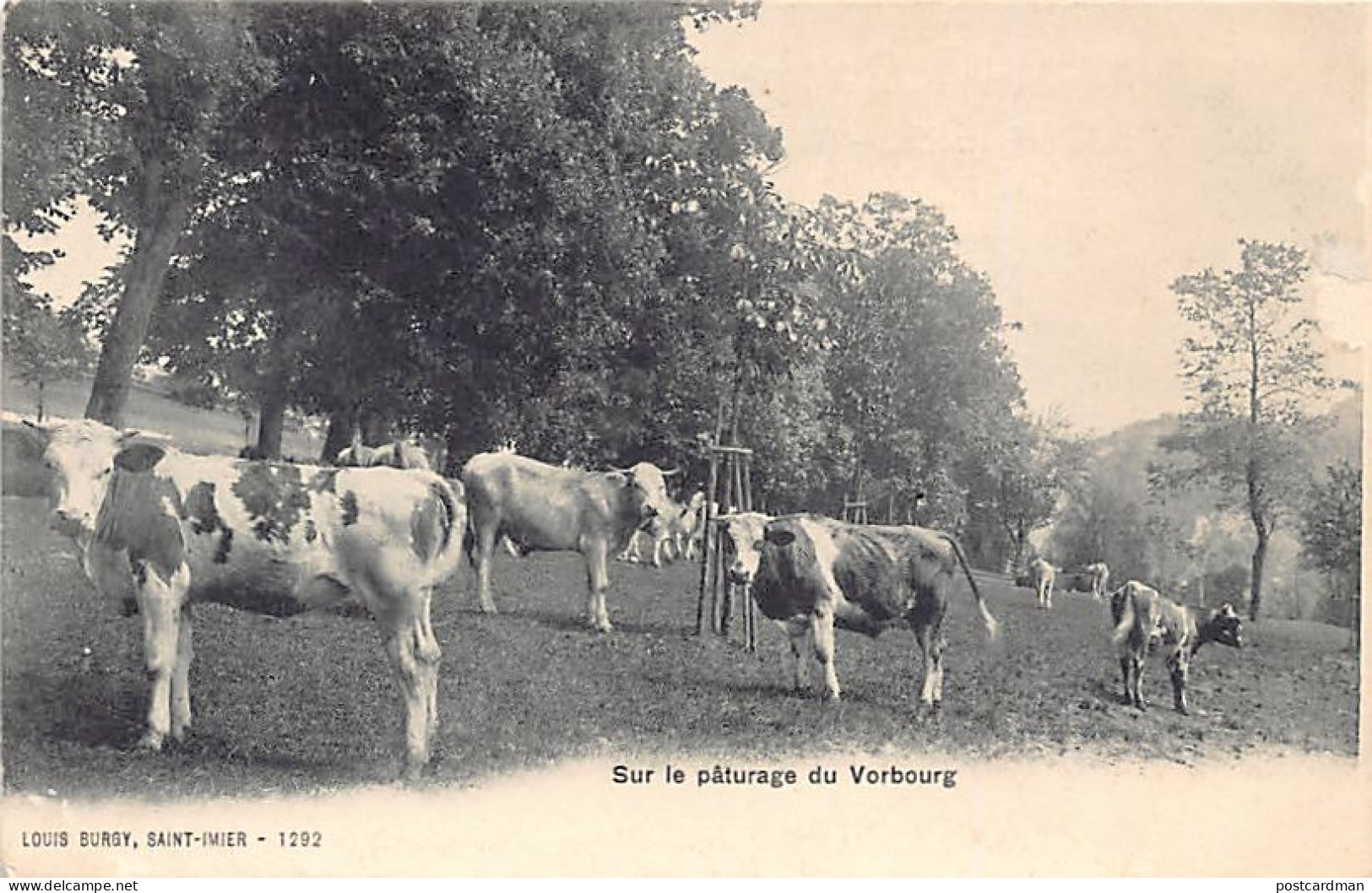 SAINT-IMIER (BE) Sur Le Pâturage Du Vorbourg - Ed. Burgy 1292 - Saint-Imier 