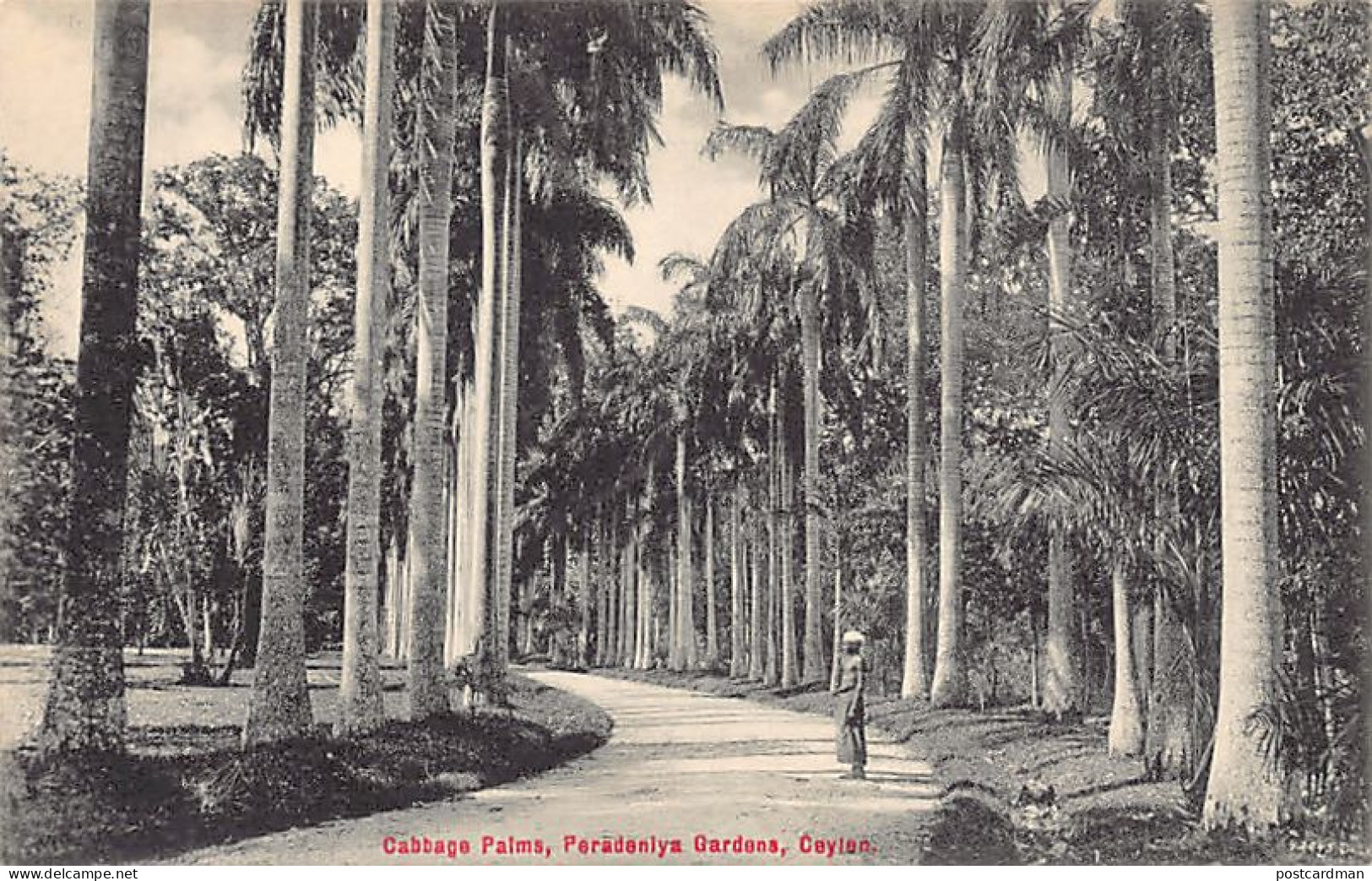 SRI LANKA - Cabbage Palms, Peradeniya Gardens - Publ. Plâté & Co. 204 - Sri Lanka (Ceylon)