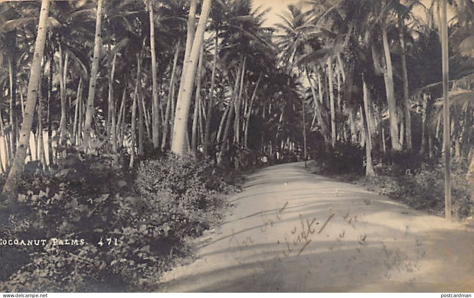 Philippines - Cocoanut Palms - REAL PHOTO - Publ. Unknown 471 - Philippinen