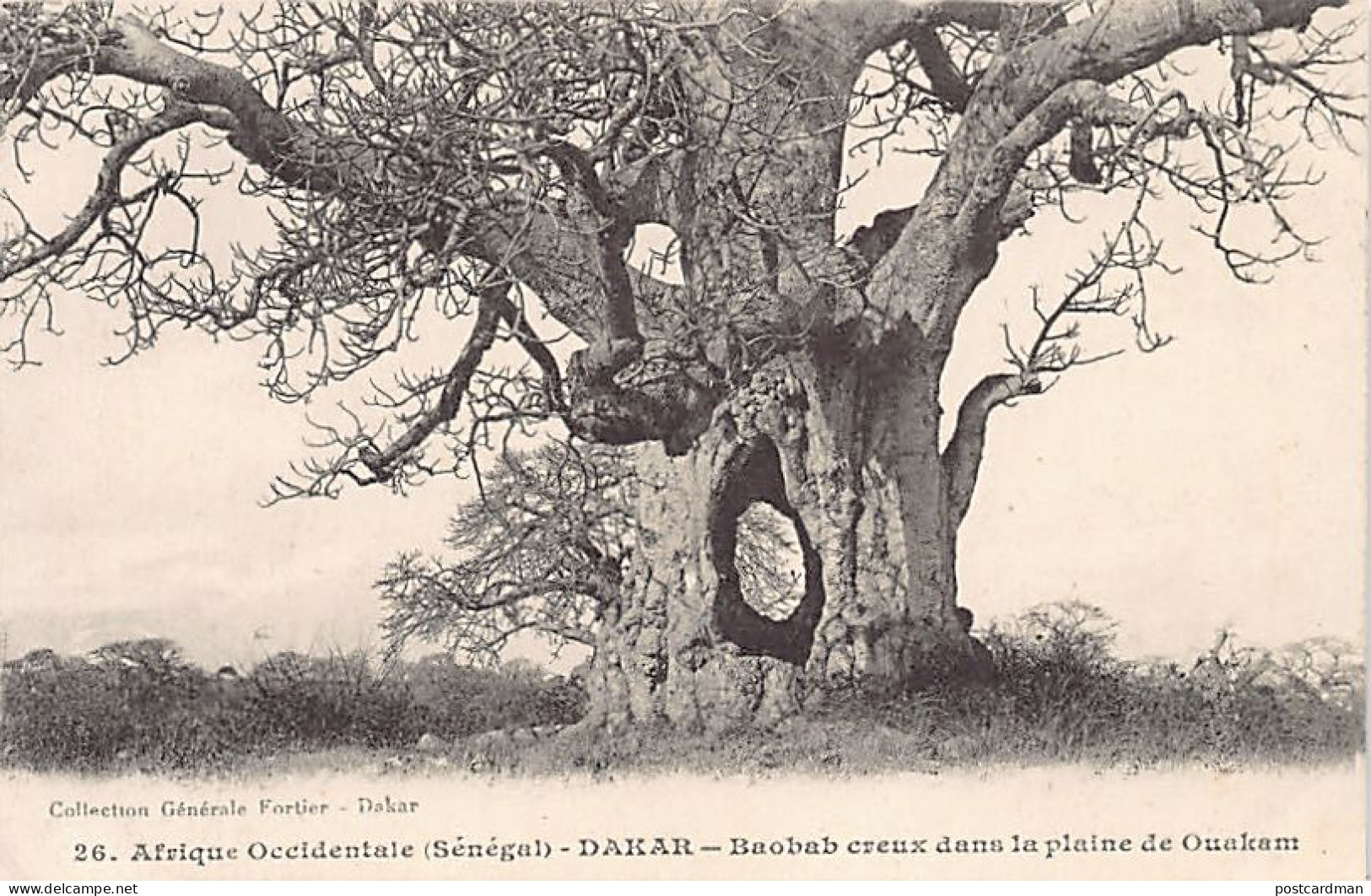 Sénégal - DAKAR - Baobab Creux Dans La Plaine De Ouakam - Ed. Fortier 26 - Sénégal