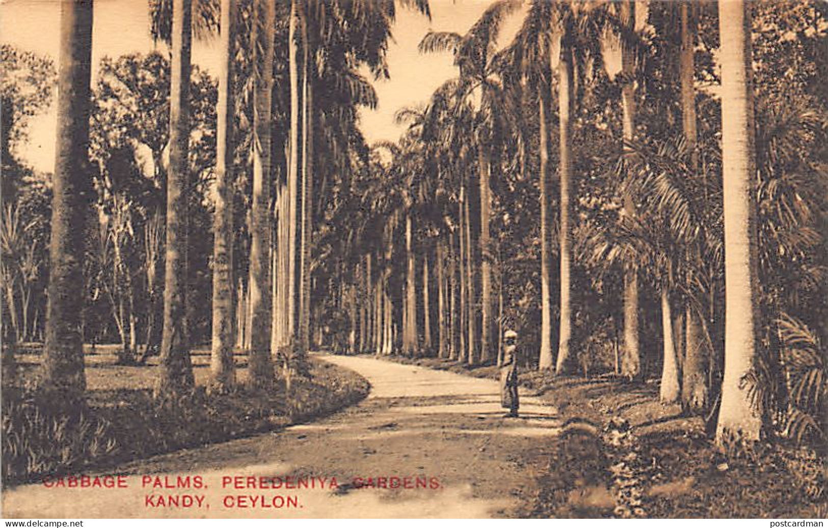 Sri Lanka - KANDY - Cabbage Palms, Peredeniya Gardens - Publ. Plâté & Co.  - Sri Lanka (Ceylon)
