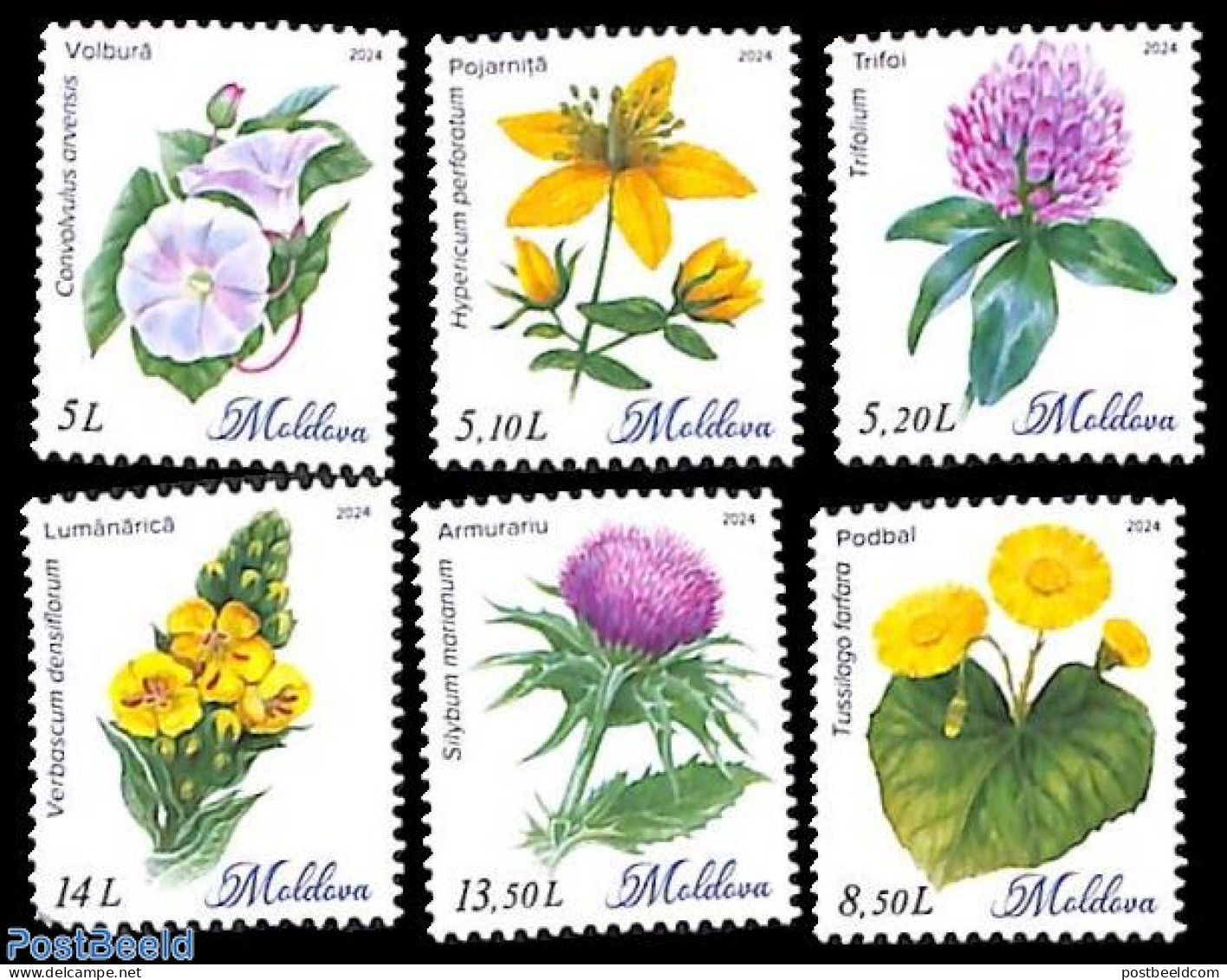 Moldova 2024 Wild Flowers 6v, Mint NH, Nature - Flowers & Plants - Other & Unclassified