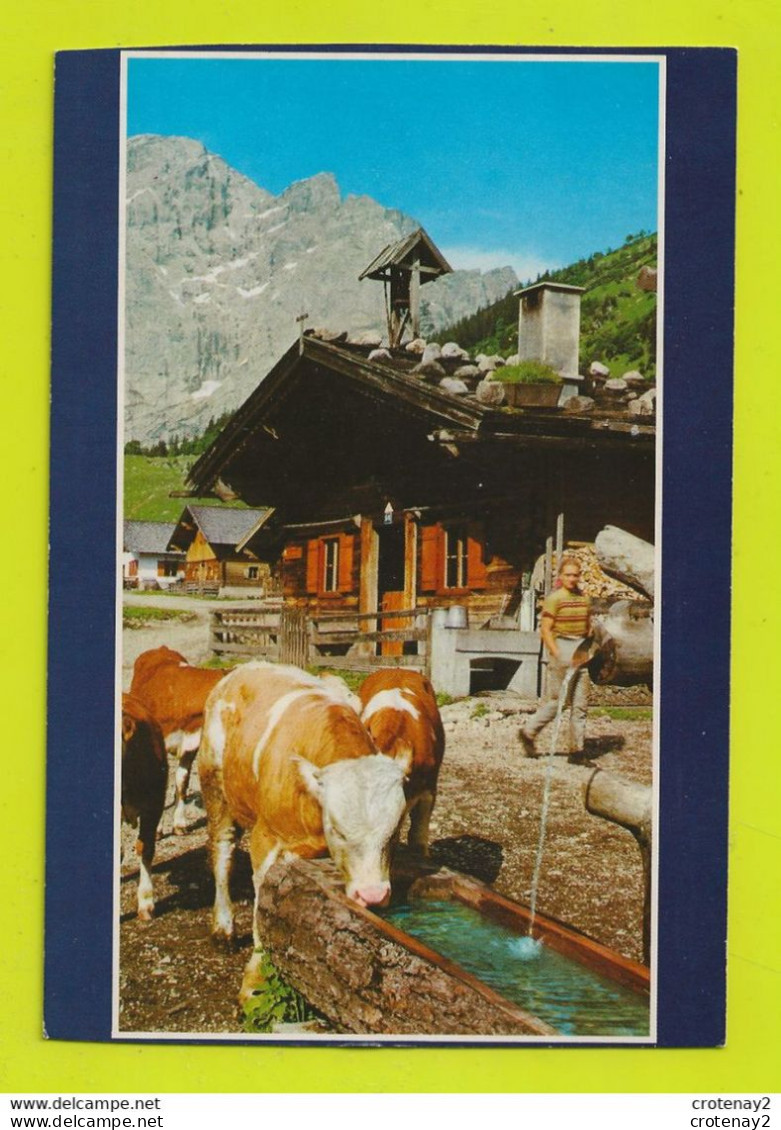 Almmotiv Aus Österreich Engalm Im Karwendel Belles Vaches à L'Abreuvoir VOIR DOS - Vaches
