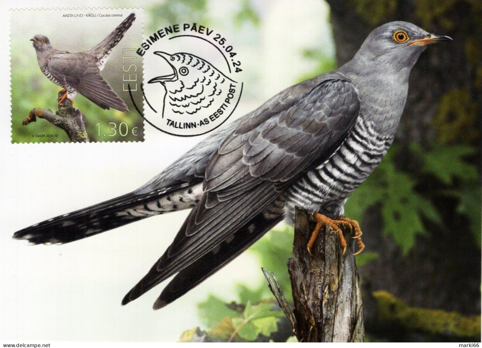 Estonia - 2024 - Bird Of The Year - Common Cuckoo - Maximum Card - Estonie