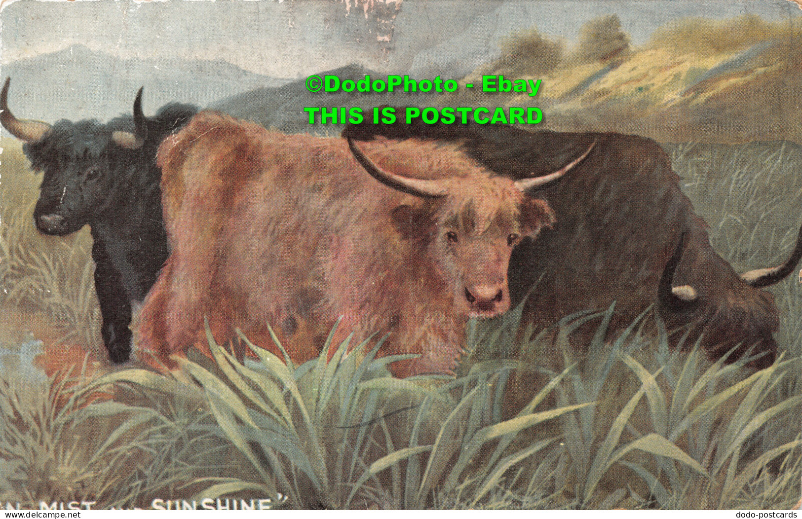 R423736 Cows In Meadow. Stewart And Woolf. Series 503 - Monde
