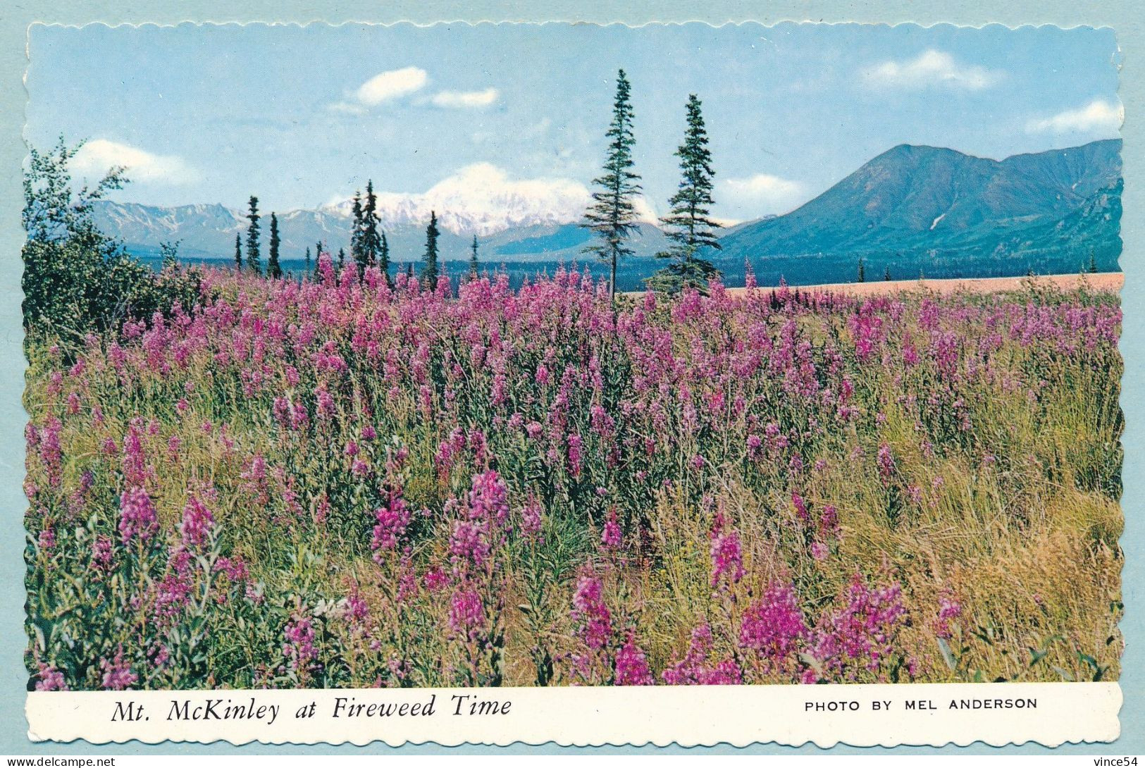 ALASKA - Mt. McKinley At Fireweed Time - Otros & Sin Clasificación