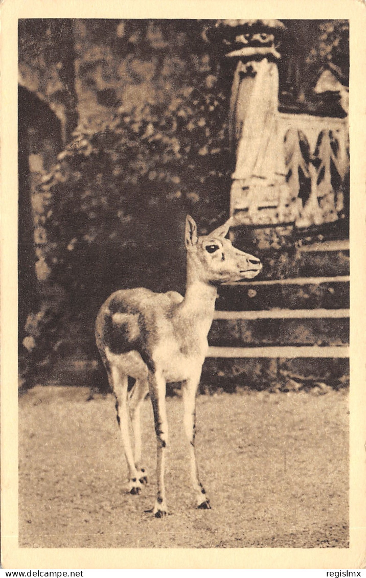 76-CLERES-PARC ZOOLOGIQUE-N°T2406-F/0097 - Clères