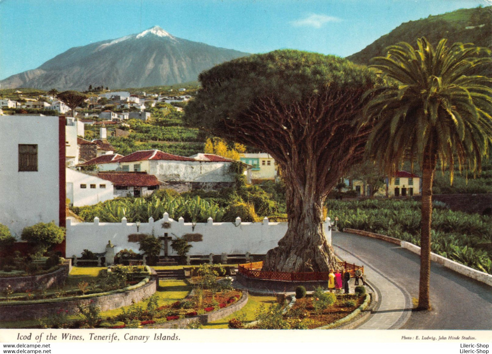 Islas Canarias > Tenerife - Icod Of The Wines Cpm 1980 ( ͡♥ ͜ʖ ͡♥) ♥ - Tenerife