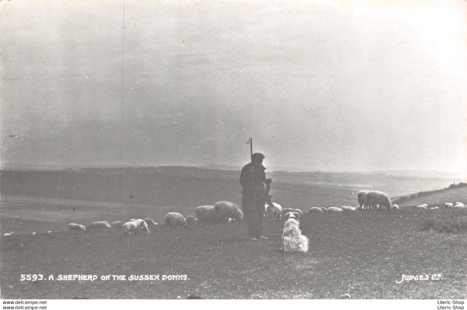 ENGLAND // SUSSEX - A SHEPHERD ON THE SUSSEX DOWNS # SHEEPS - Publisher : Judges.♥♥♥ - Autres & Non Classés