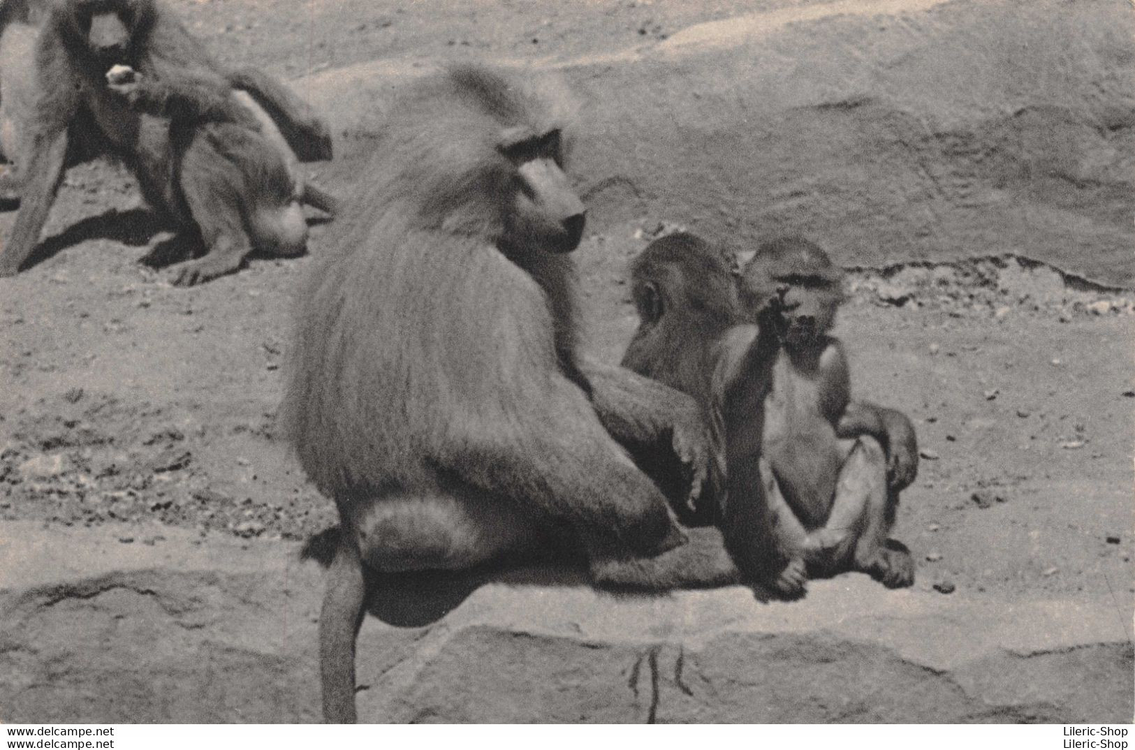 PARC ZOOLOGIQUE DU BOIS DE VINCENNES PARIS  - Une Famille De Singes Hamadryas. CPSM ±1950 ♦♦♦ - Affen