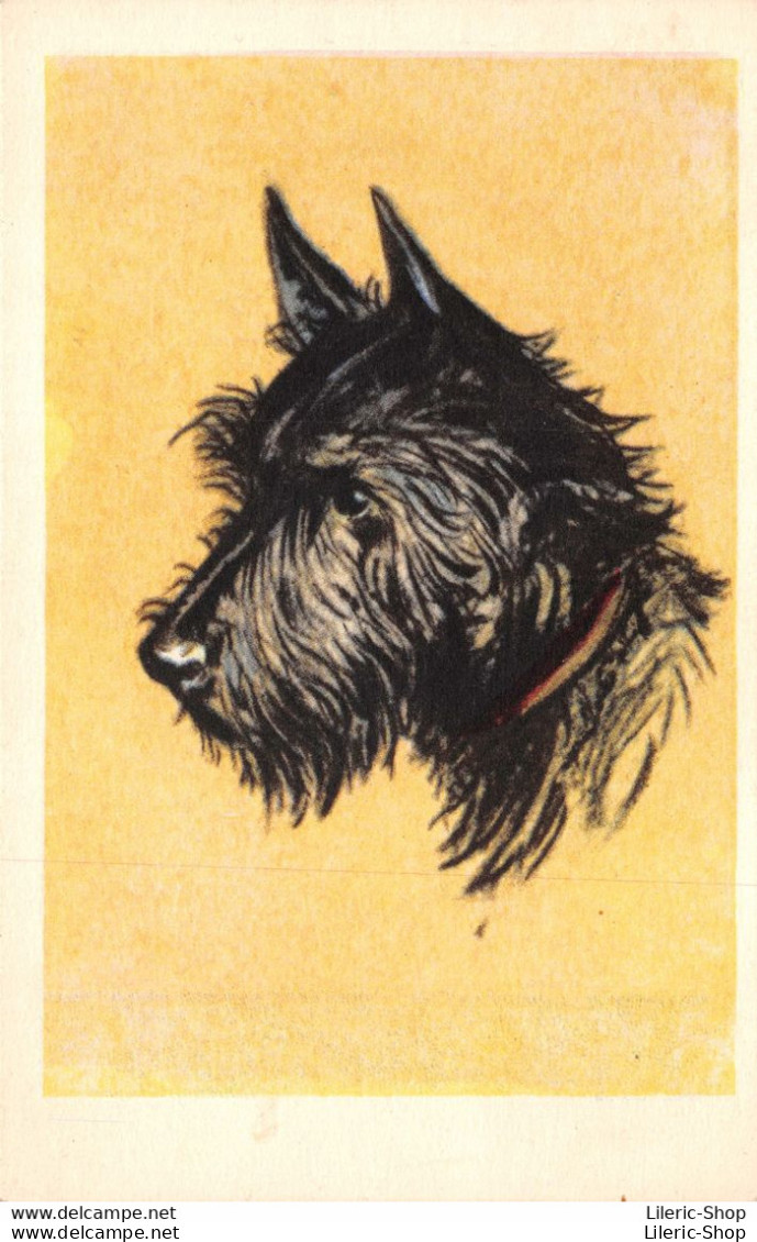 Chien // Dog # Dessin - Errier écossais // Scottish Terrier Cpsm PF ±1950 ♥♥♥ - Hunde