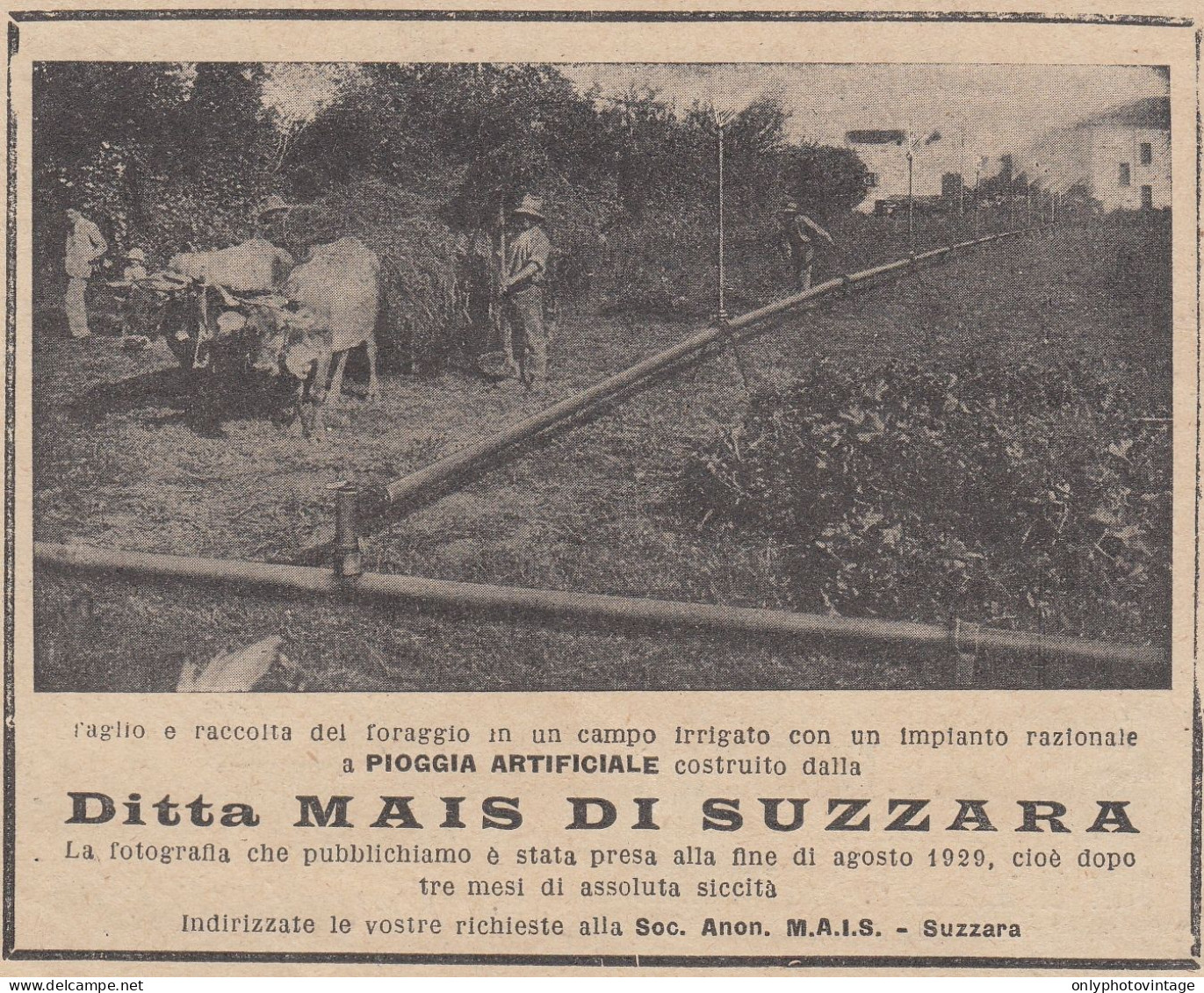 Ditta MAIS Di Suzzara - 1930 Pubblicità Epoca - Vintage Advertising - Publicités