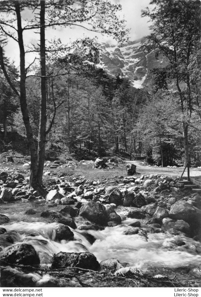 [20] [2B] Haute Corse > Clairière En Forêt De VIZZAVONA Cpsm  ± 1960 ♥♥♥ - Sonstige & Ohne Zuordnung