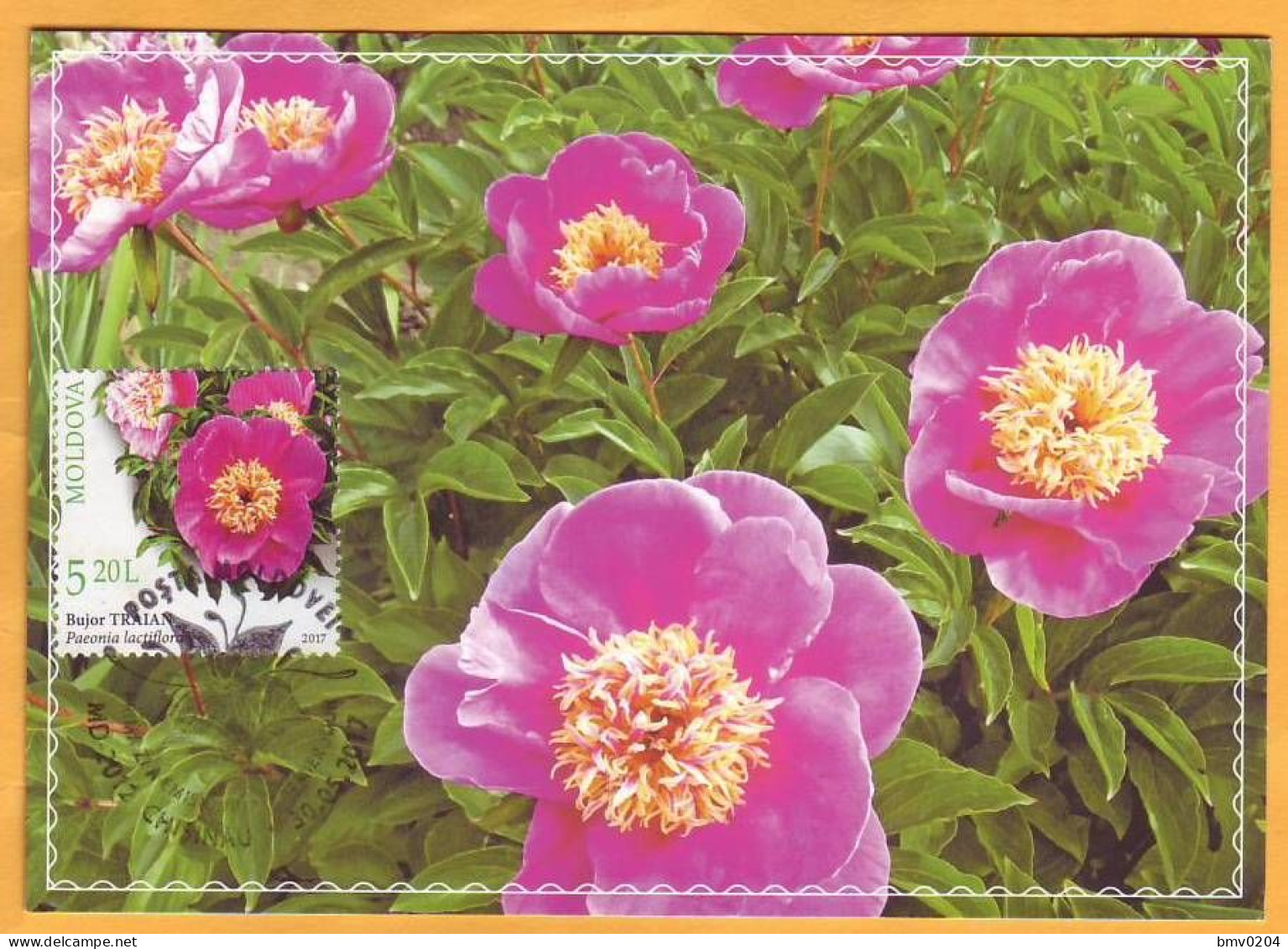 2017  Moldova Moldavie MAXICARD Botanical Garden. Flowers. 5,20 - Moldavie