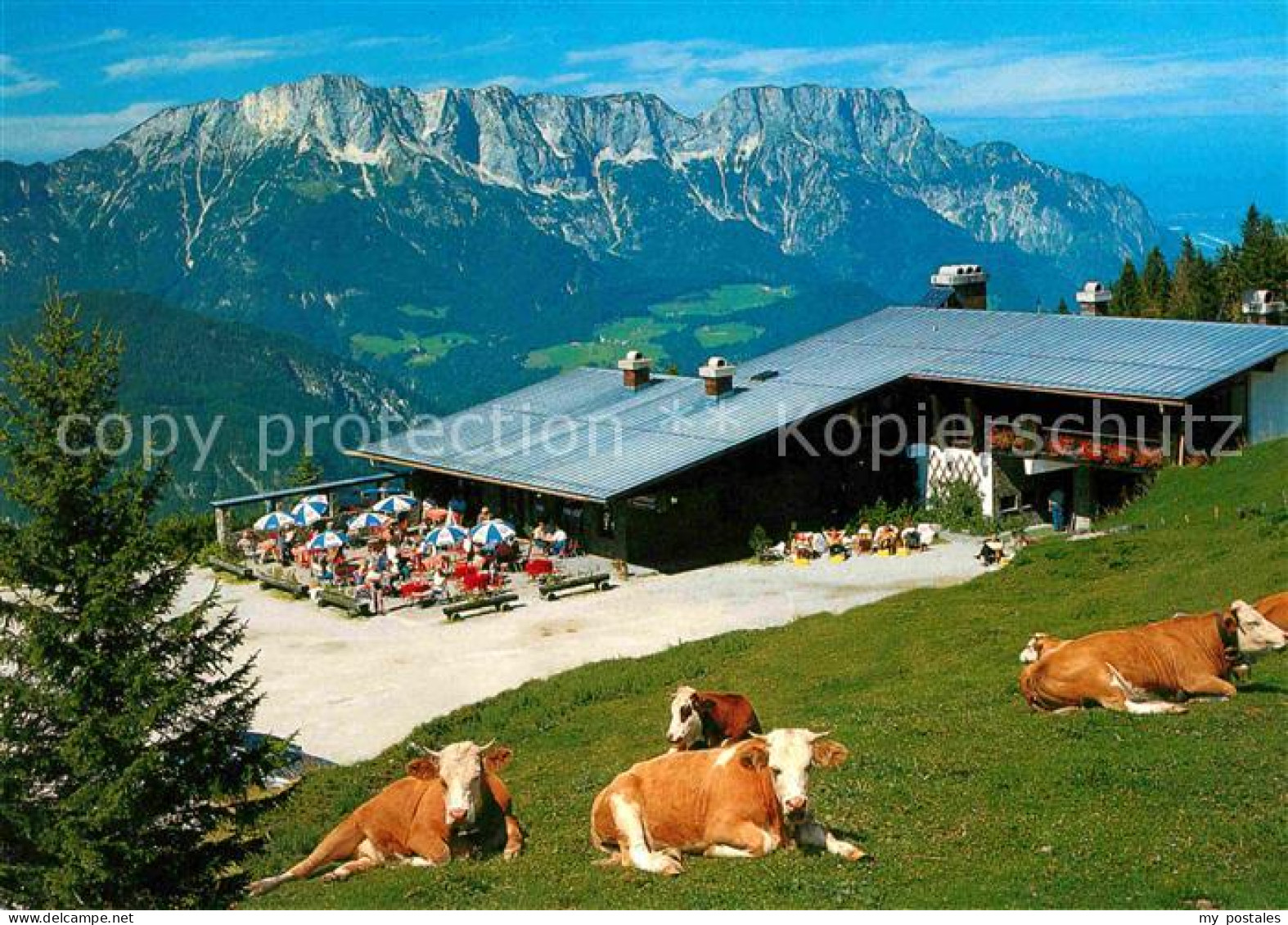 72681292 Untersberg Berggaststaette Oberahornkaser Terrasse Rinder Untersberg - Otros & Sin Clasificación