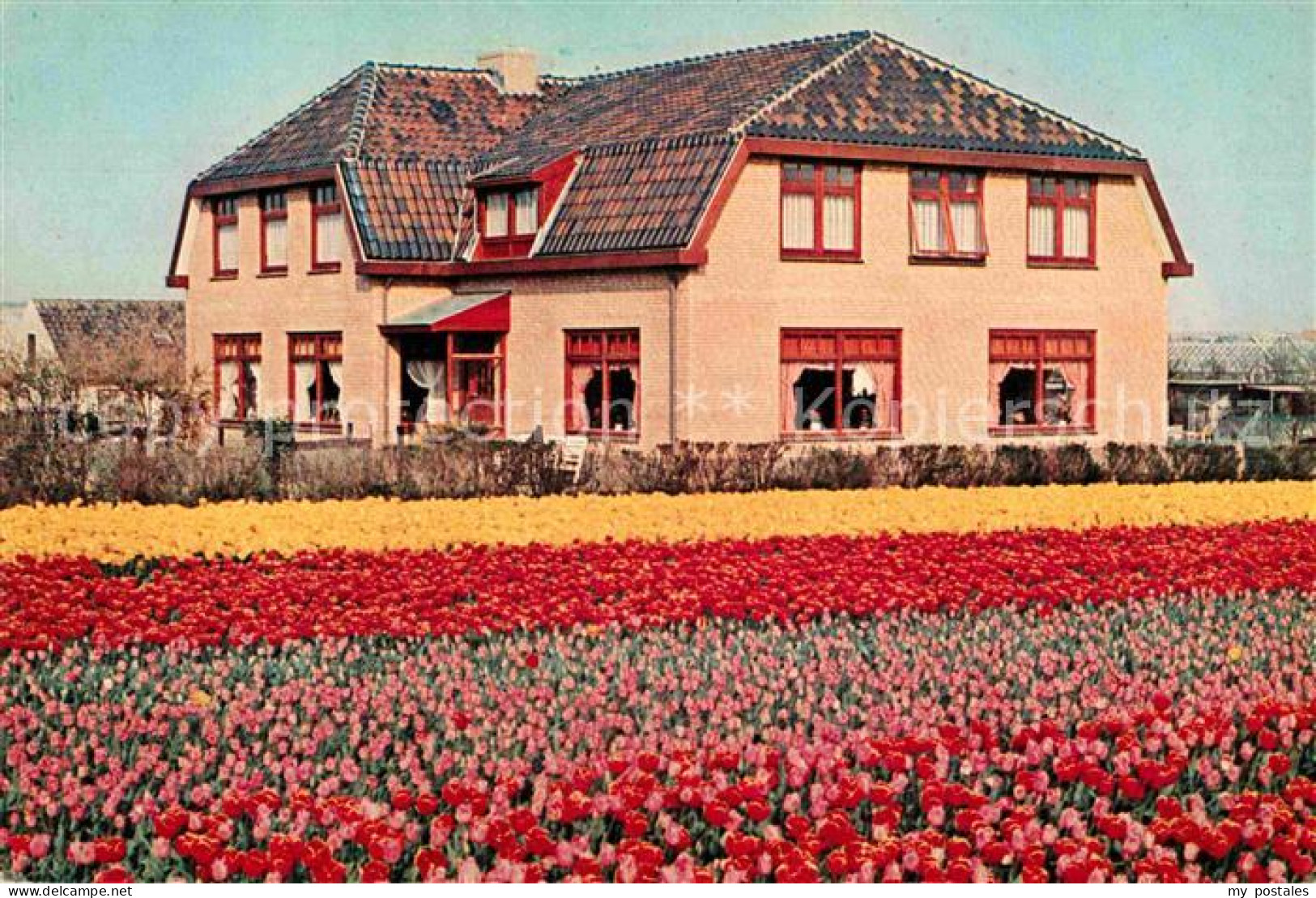 72680899 Noordwijk Aan Zee  Hotel Pension De Instuif Blumenbeet Tulpen  - Other & Unclassified