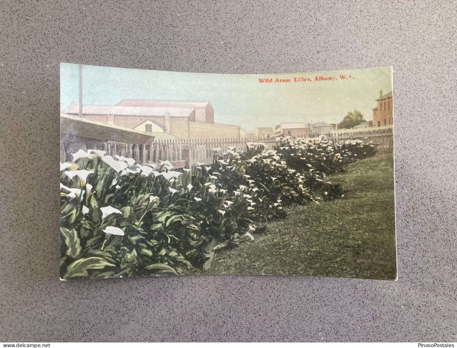 Wild Arum Lilies, Albany, Western Australia Carte Postale Postcard - Albany