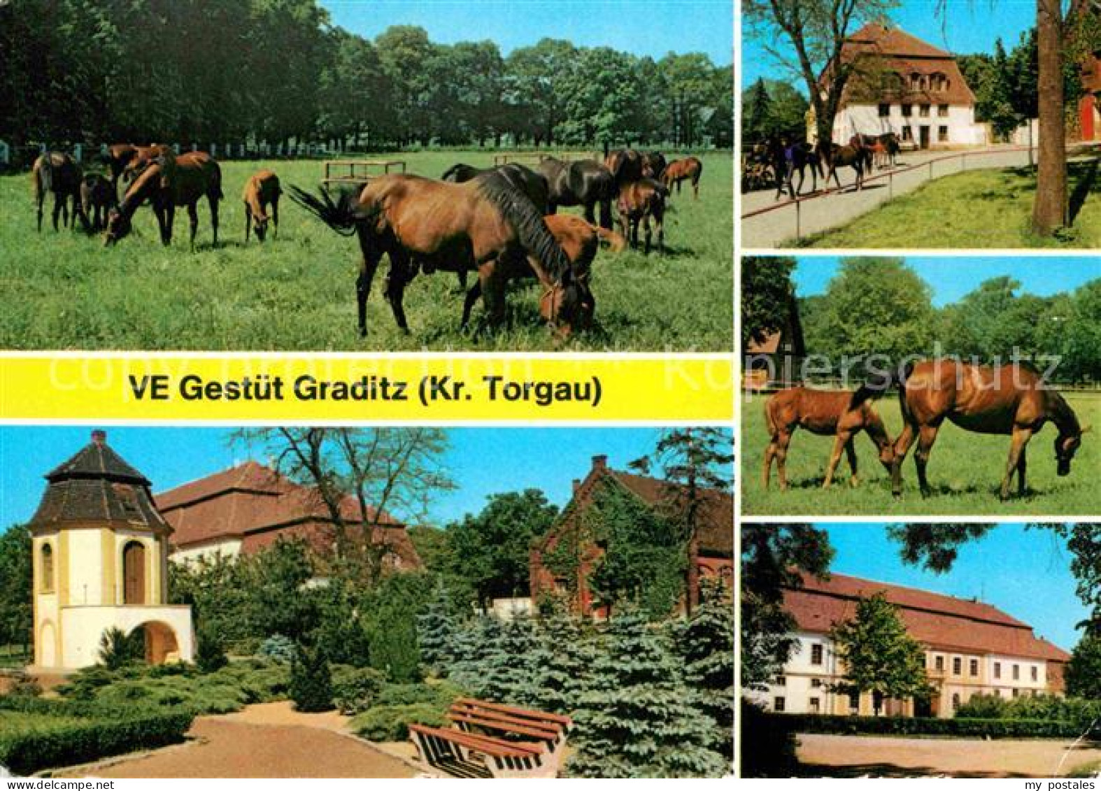 72669127 Graditz VE Pferde-Gestuet Graditz - Torgau