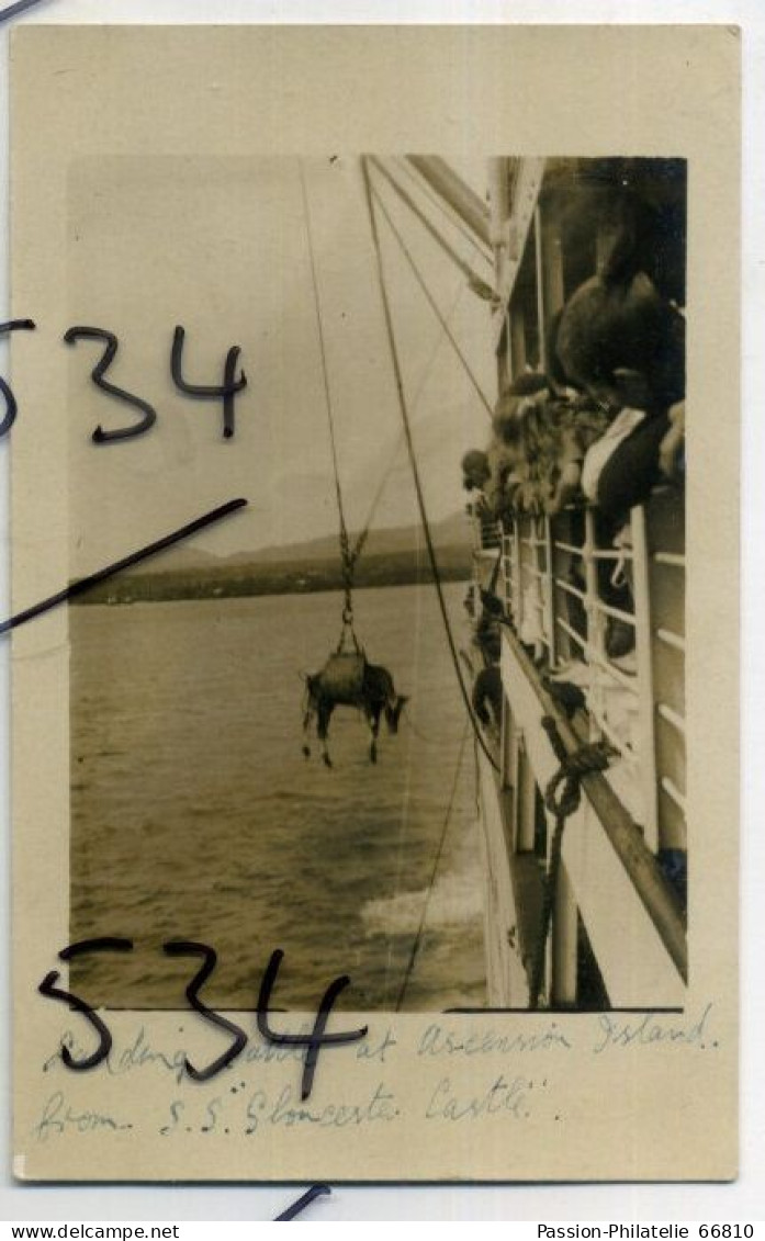 Ascencion Island Landing Cattle From Union Castle Line SS Gloucester Casrle 1900s Real Photo Postcard - Ascension (Ile)