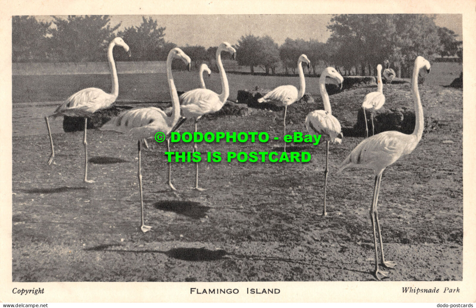 R466960 Flamingo Island. Whipsnade Park. Zoological Society Of London - Autres & Non Classés