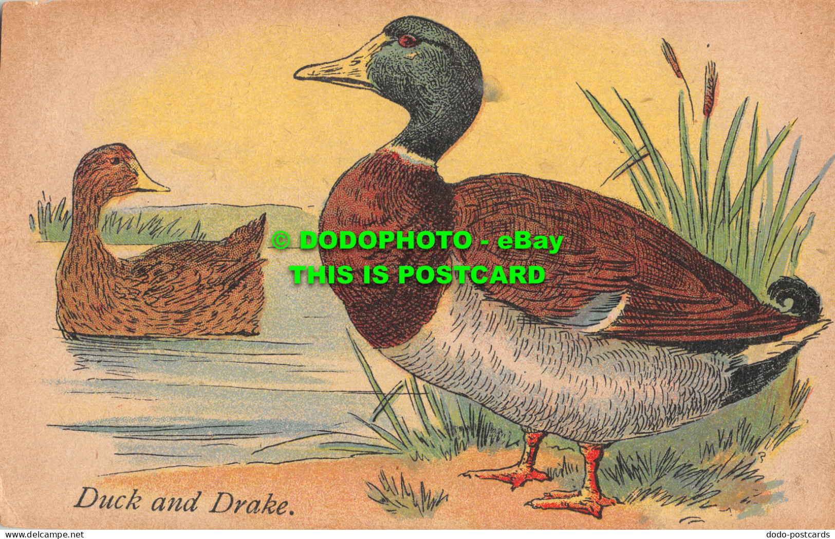 R466962 Duck And Drake. Postcard - Monde