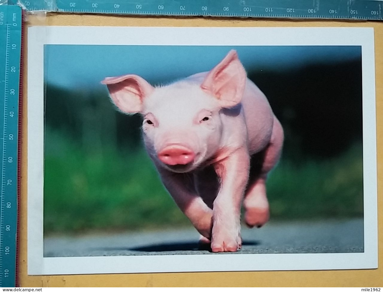 KOV 506-52 - Pig, Porc, Svine - Schweine