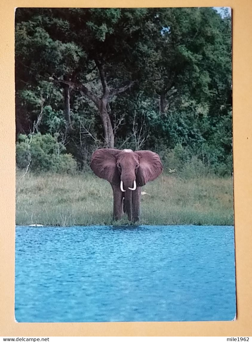 KOV 506-46 - ELEPHANT, ELEFANT, AFRICA, TANZANIA - Elefanten