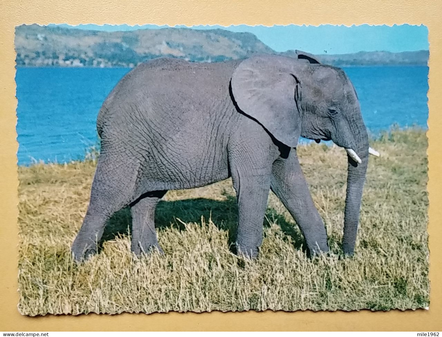 KOV 506-46 - ELEPHANT, ELEFANT, AFRICA, TANZANIA - Elefanten