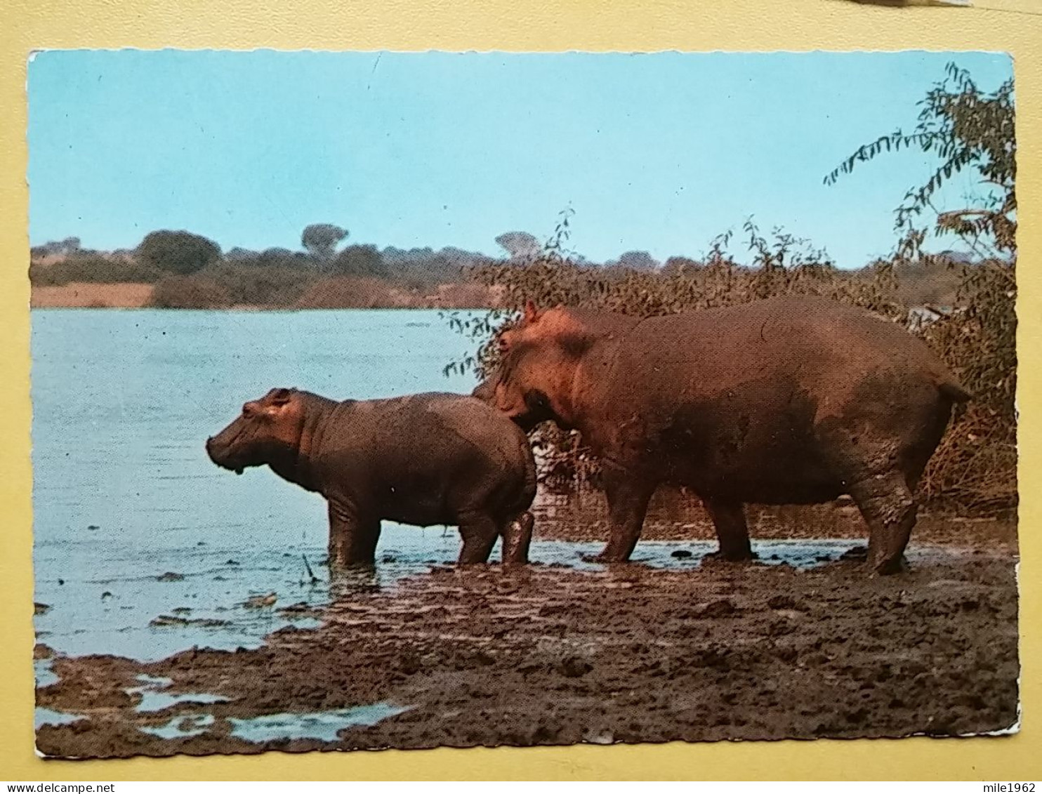 KOV 506-48 - HIPPOPOTAMUS, KENYA, HIPPOPOTAME,  - Rhinozeros