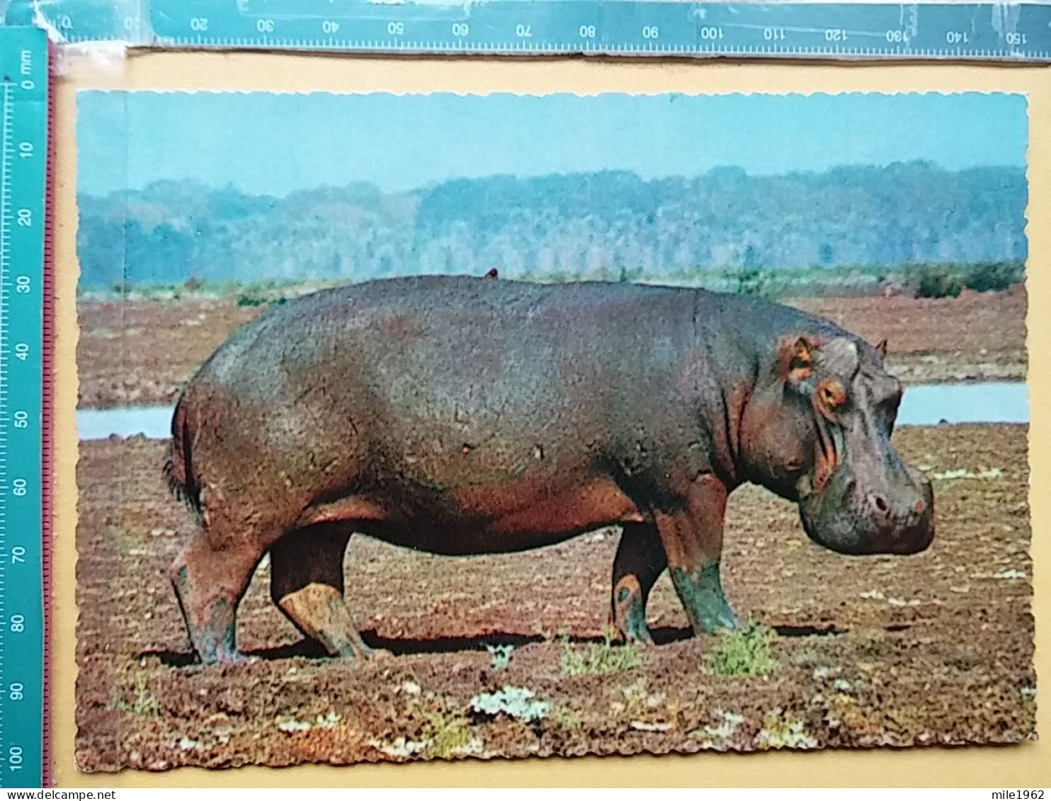 KOV 506-48 - HIPPOPOTAMUS, NILPFERD, HIPPOPOTAME,  - Rhinoceros