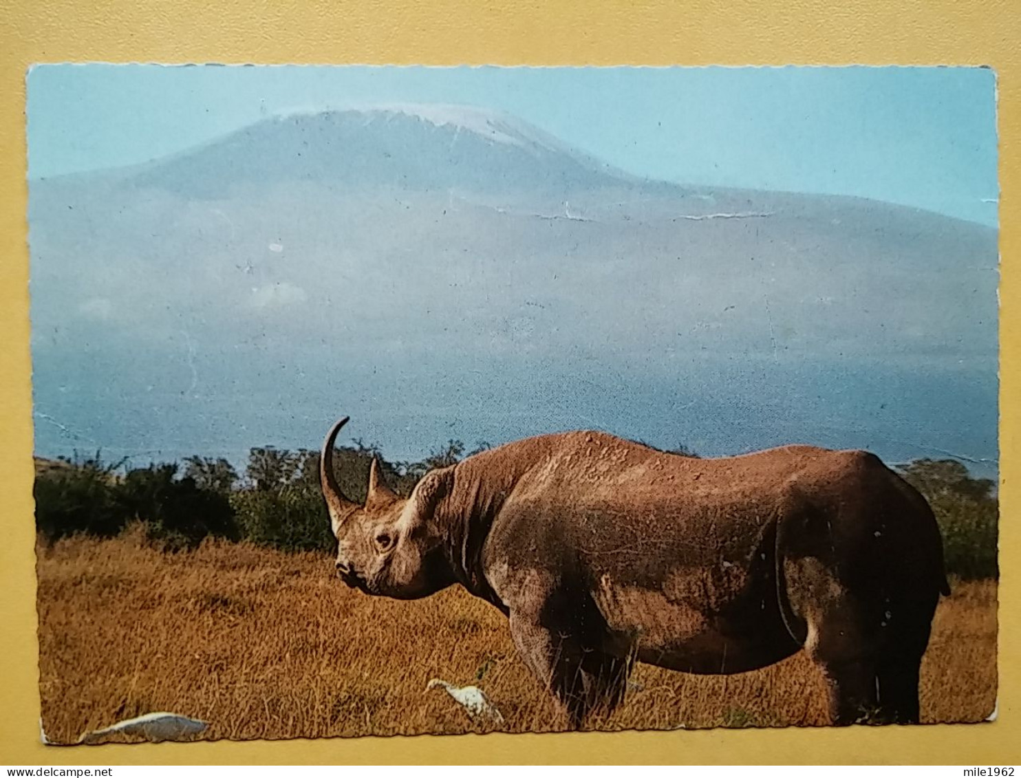 KOV 506-48 - RHINOCEROS, RHINO, AFRICA, KENYA, KILIMANJARO - Rinoceronte