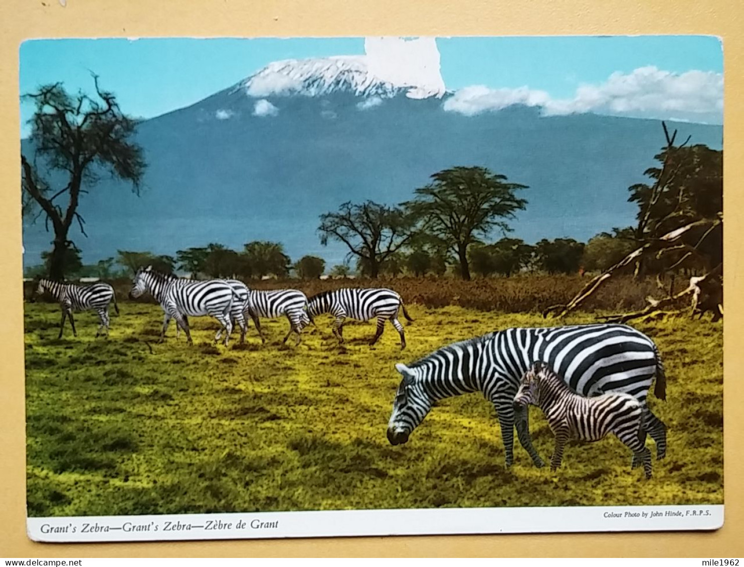 KOV 506-48 - ZEBRA, AFRICA - Zebras