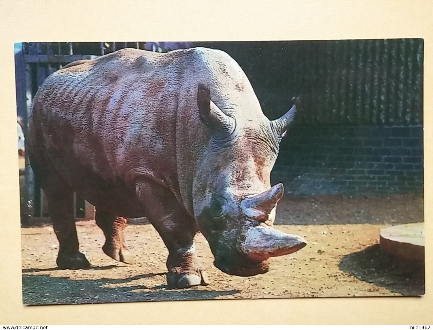 KOV 506-48 - RHINOCEROS, RHINO, LONDON ZOO GARDEN - Rhinoceros