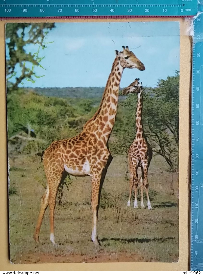 KOV 506-49 - GIRAFFE, - Girafes