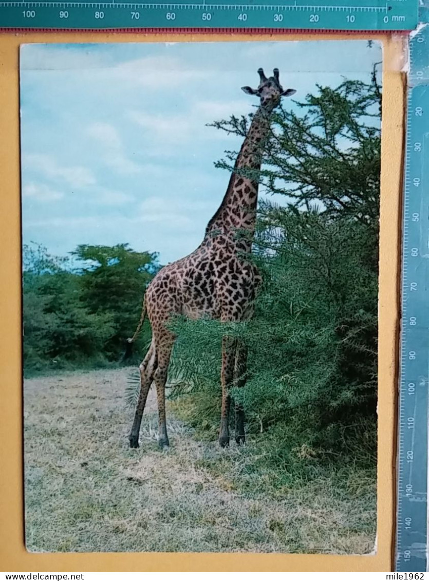 KOV 506-49 - GIRAFFE, AFRICA, TANZANIA GAME PARK - Girafes