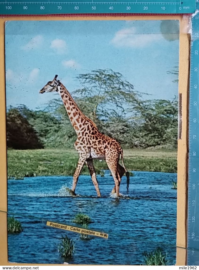 KOV 506-49 - GIRAFFE, AFRICA, KENYA - Giraffes