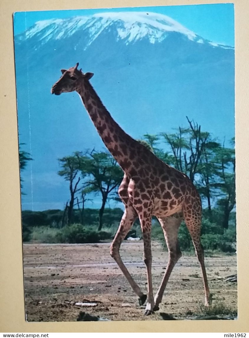 KOV 506-49 - GIRAFFE, AFRICA, KENYA, KILIMANJARO - Giraffen