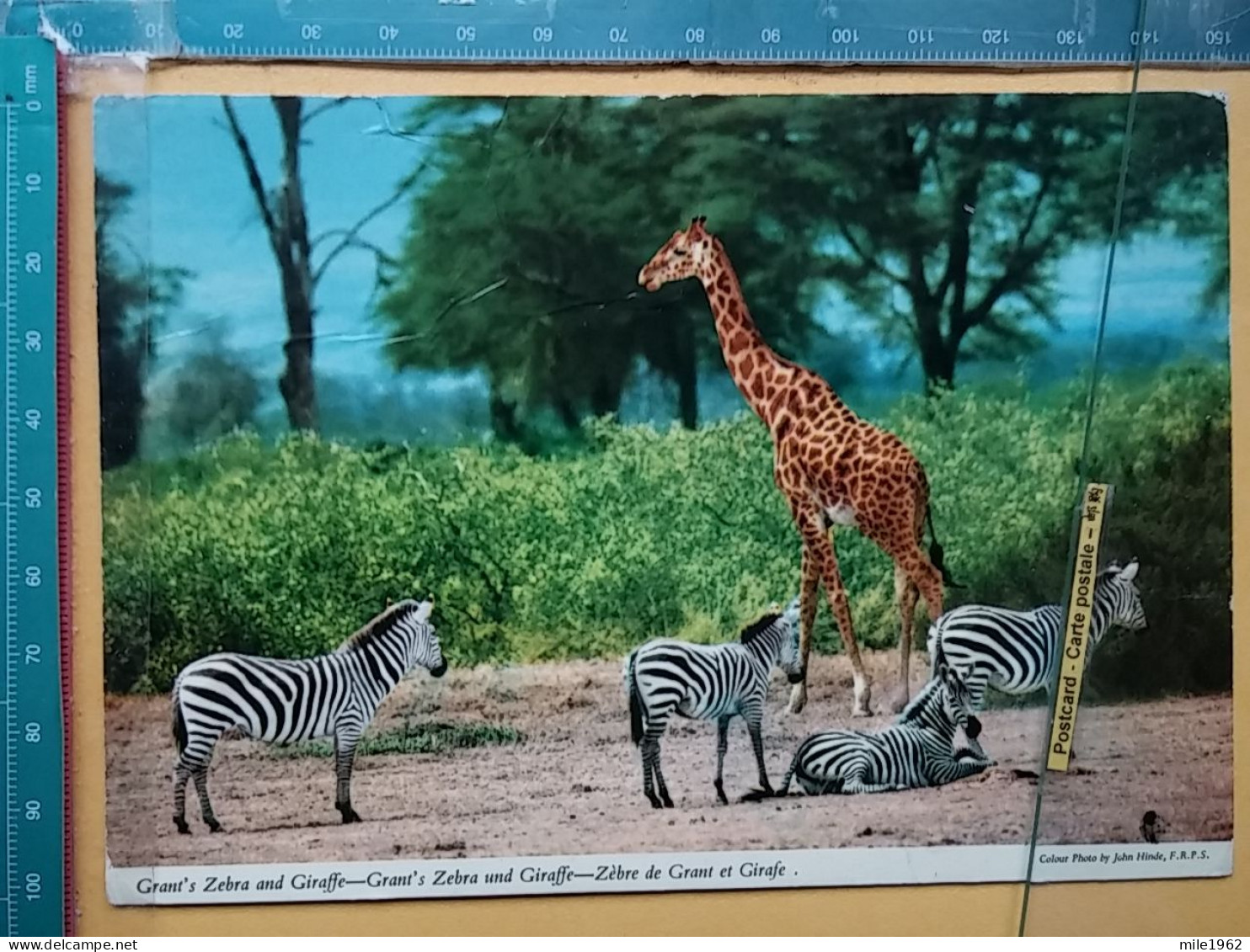 KOV 506-49 - GIRAFFE, AFRICA, ZEBRA - Giraffes