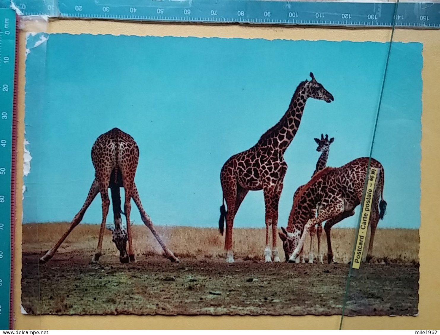 KOV 506-49 - GIRAFFE - Giraffen