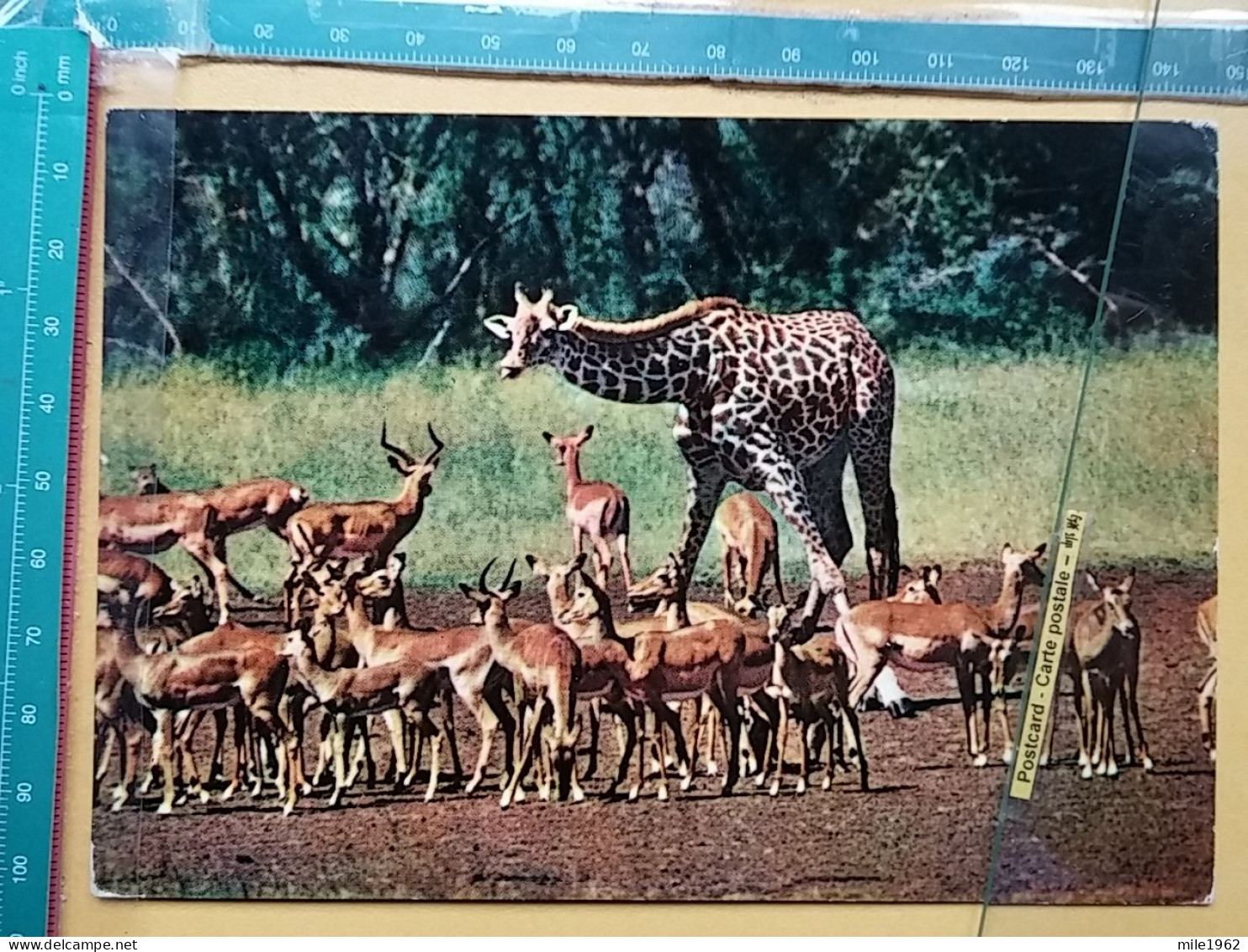 KOV 506-49 - GIRAFFE, IMPALA, AFRICA, ZAMBIA - Giraffes