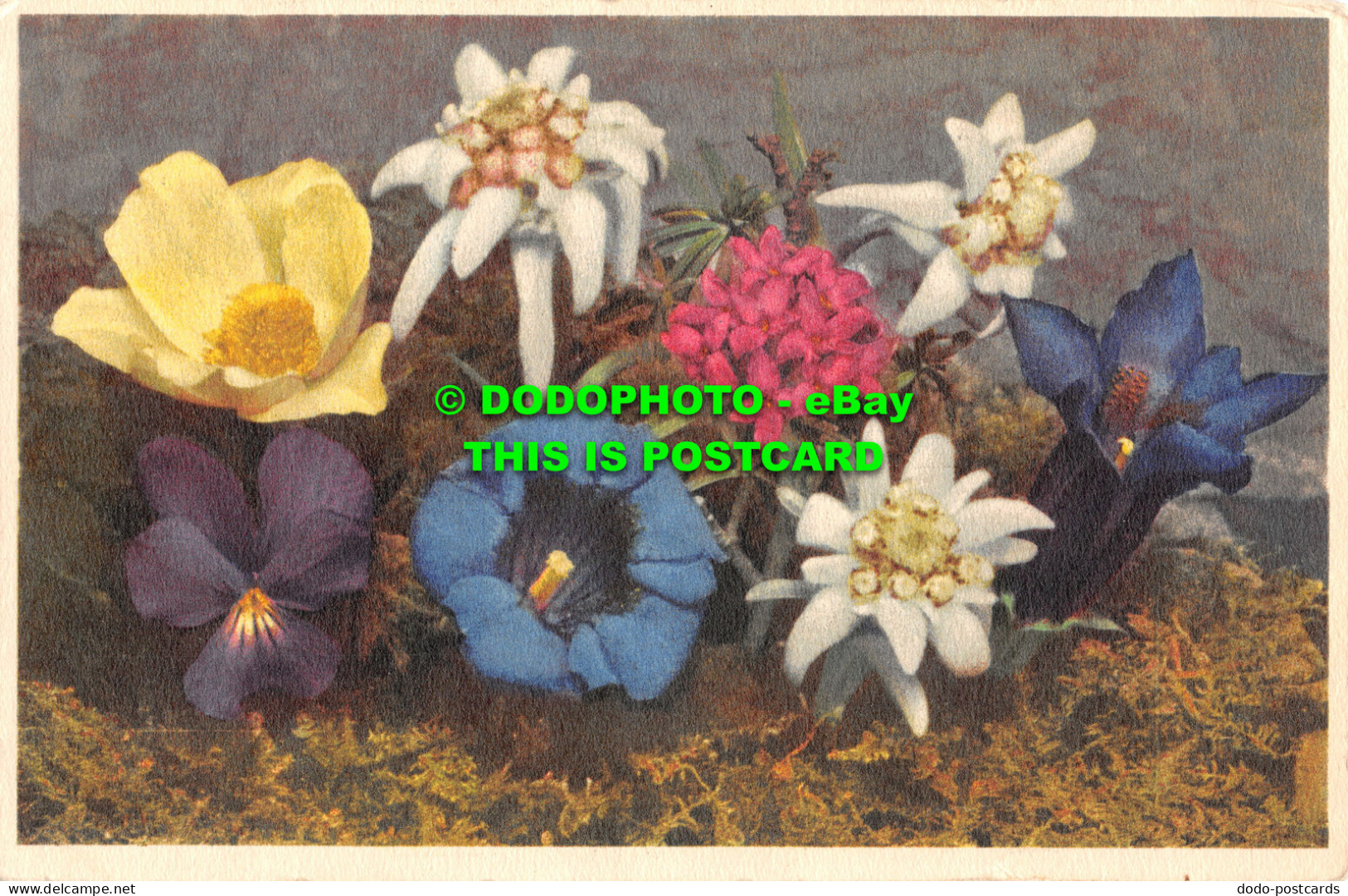 R467060 Alpine Flowers. Stehli. No. 19. Postcard - World