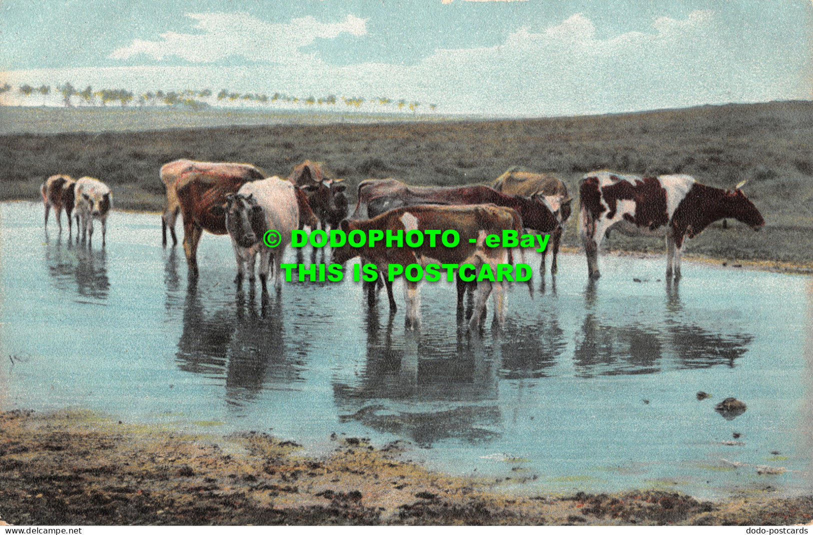 R467401 Cows In River. T. E. L. Serie. 862 - World