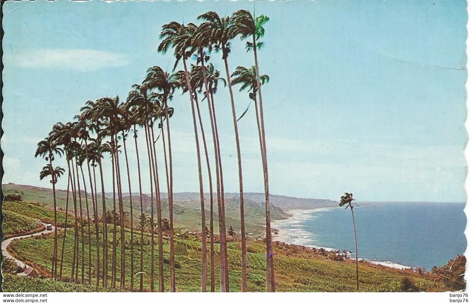 BARBADES - Antilles - Bathsheba Coast Line - Through The Palms - Barbades