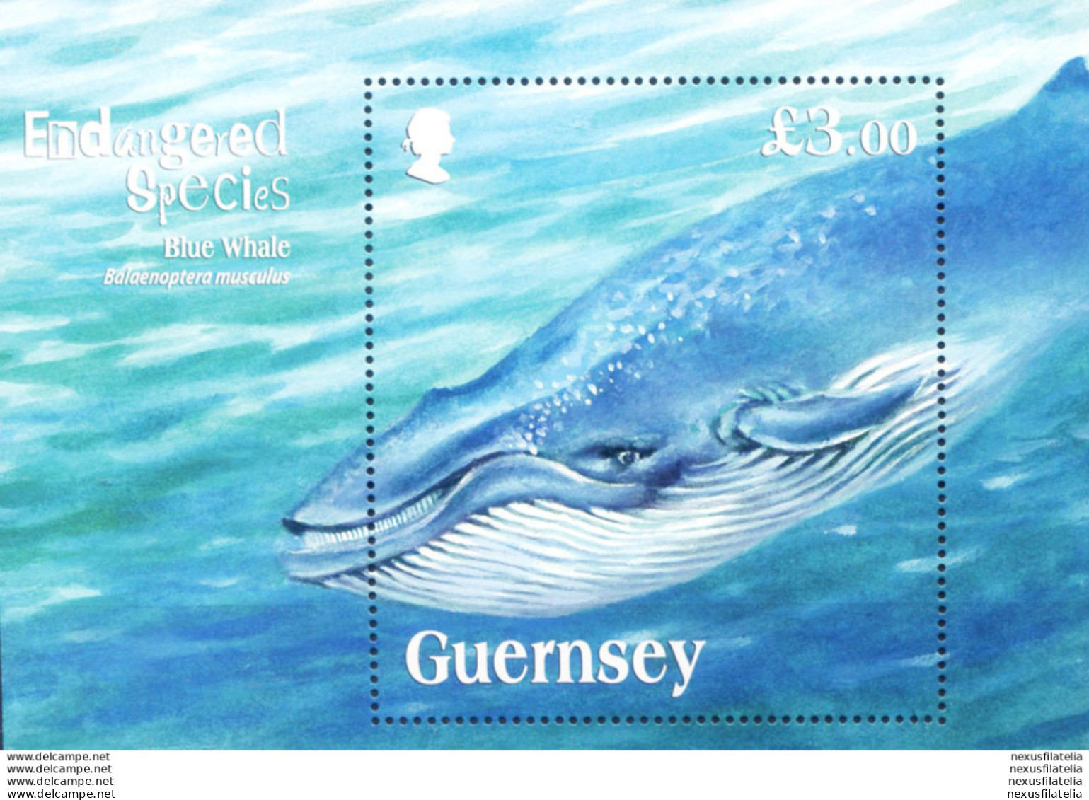 Fauna In Pericolo 2011. Balena. - Guernsey